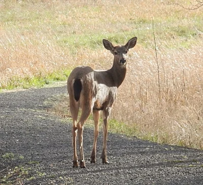 Deer, Steigerwald Wildlife Refuge