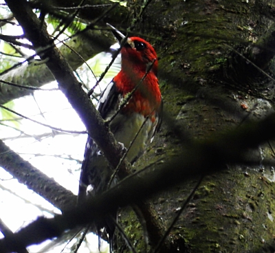 Sapsucker, Battleground Lake State Park