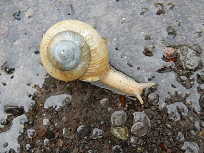 Snail, Steigerwald Wildlife Refuge