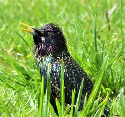 European Starling, Ridgefield Wildlife Refuge