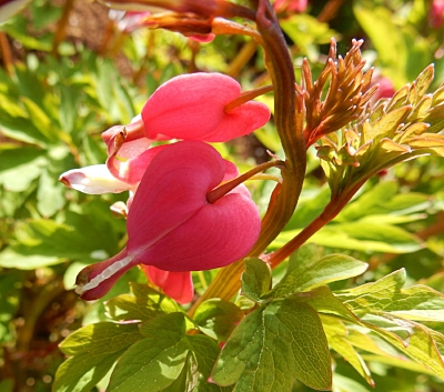 Bleeding Hearts, Elk Rock Garden