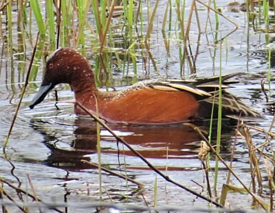 Cinnamon Teal Duck, Ridgefield Wildlife Refuge