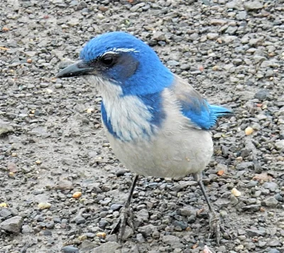 Scrub Jay, Steigerwald Wildlife Refuge