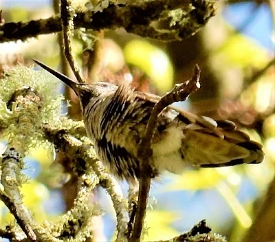 Hummingbird, Elk Rock Garden