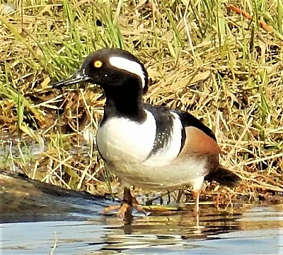 Hooded Merganser, Steigerwald Wildlife Refuge