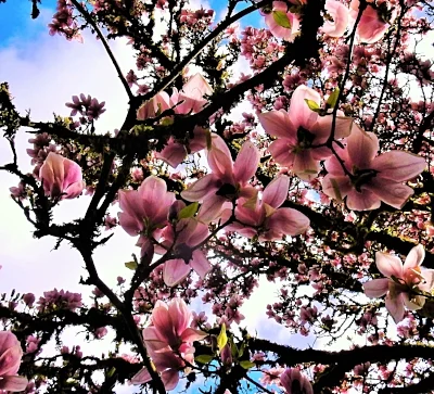Magnolia, Elk Rock Garden