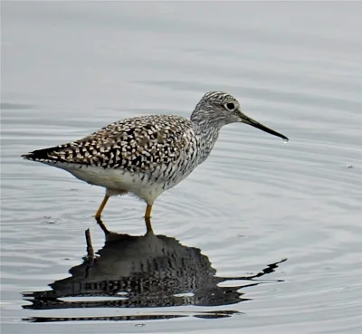 Yellow Legs, Steigerwald Wildlife Refuge
