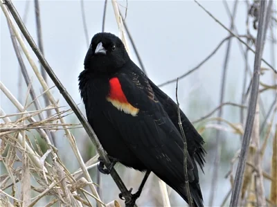 Red Wing Blackbird, Ridgefield Wildlife Refuge
