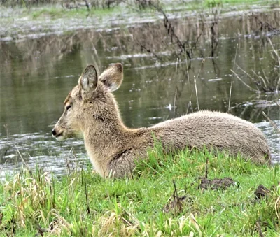 Deer, Ridgefield Wildlife Refuge