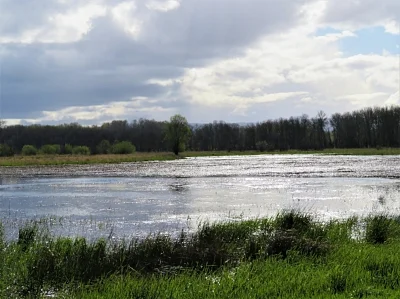 Wetlands, Ridgefield Wildlife Refuge