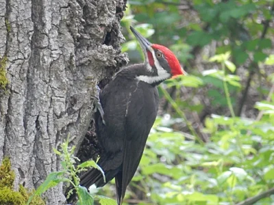Peliated Woodpecker, Steigerwald Wildlife Refuge