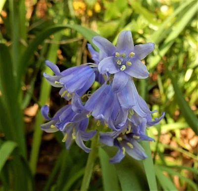 Blue Bells, Elk Rock Garden