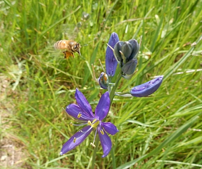 Bee and Lily, Lacamas Lake Park