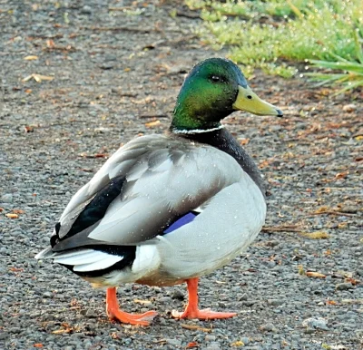 Drake, Steigerwald Wildlife Refuge