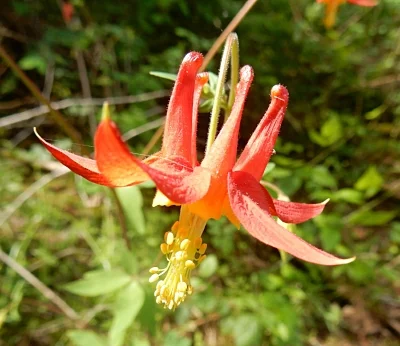 Columbine, Ridgefield Wildlife Refuge