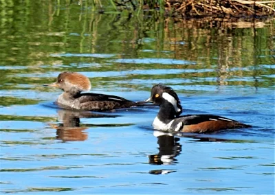 Merganser Pair, Ridgefield Wildlife Refuge
