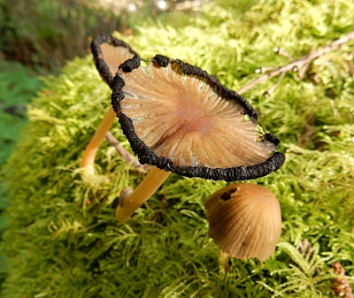Mushrooms, Tryon Creek State Park