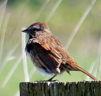 Song Sparrow, Ridgefield Wildlife Refuge