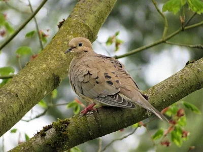 Dove, Ridgefield Wildlife Refuge