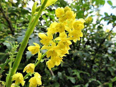 Oregon Grape, Wildlife Botanical Garden
