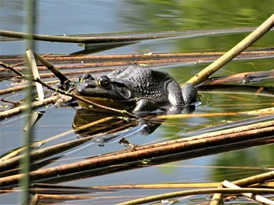 Frog, Wildlife Botanical Garden