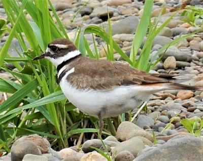 Kildeer, Steigerwald Wildlife Refuge