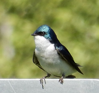 Tree Swallow, Ridgefield Wildlife Refuge