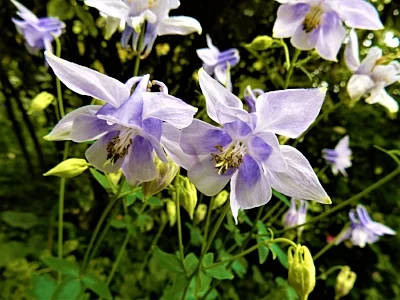 Purple Columbine, Wildlife Botanical Garden