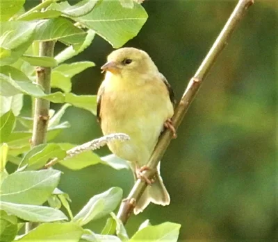 American Goldfinch, Steigerwald Wildlife Refuge