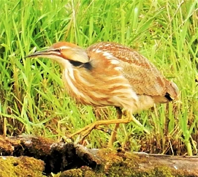 American Bittern, Steigerwald Wildlife Refuge