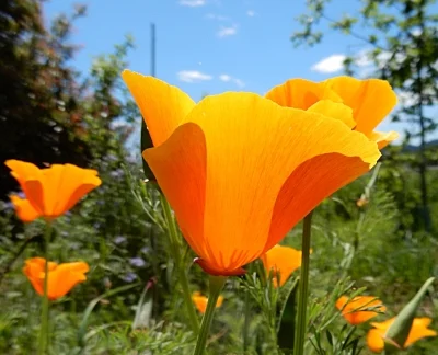 Poppies, Elk Rock Garden