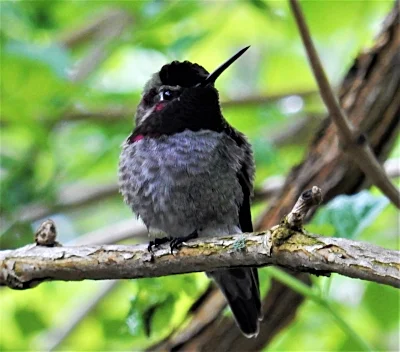 Hummingbird, Wildlife Botanical Garden
