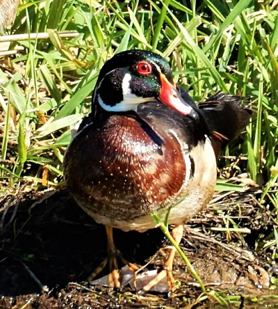 Wood Duck, Steigerwald Wildlife Refuge