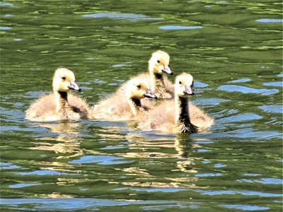 Goslings, Fallen Leaf Lake Park