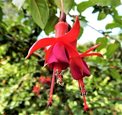 Fuschia, Elk Rock Garden