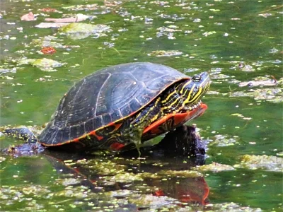 Turtle, Ridgefield Wildlife Refuge