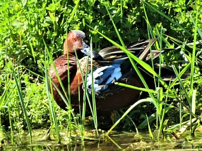 Cinnamon Teal, Ridgefield Wildlife Refuge