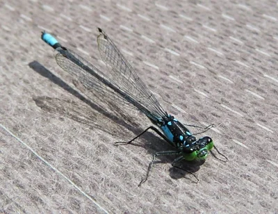 Damsel, Steigerwald Wildlife Refuge