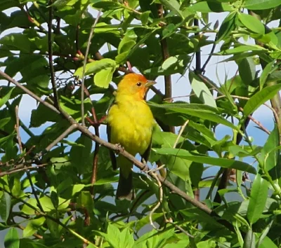 Tanager, Steigerwald Wildlife Refuge