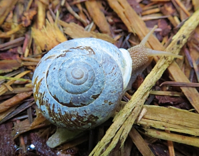Snail, Wildlife Woods