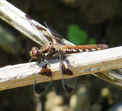 Dragonfly, Steigerwald Wildlife Refuge