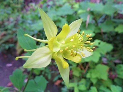 Columbine, Elk Rock Garden