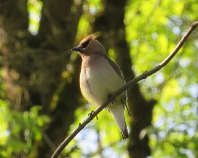 Waxwing, Steigerwald Wildlife Refuge