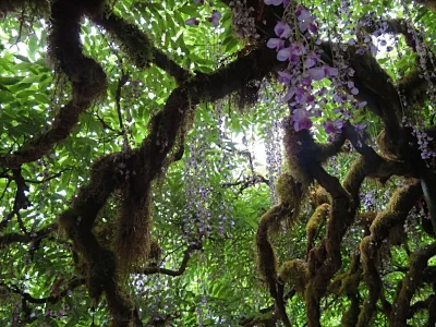 Wisteria, Elk Rock Garden