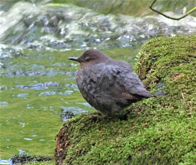 American Dipper, Lacamas Lake