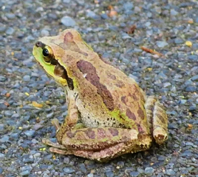 Tree Frog, Ridgefield Wildlife Refuge