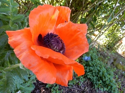 Chinese Poppy, Wildlife Botanical Garden