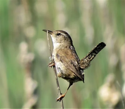 Wren, Ridgefield Wildlife Refuge