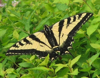 Swallowtail Butterfly, Backyard