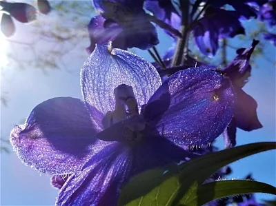 Purple Flower, Wildlife Botanical Garden